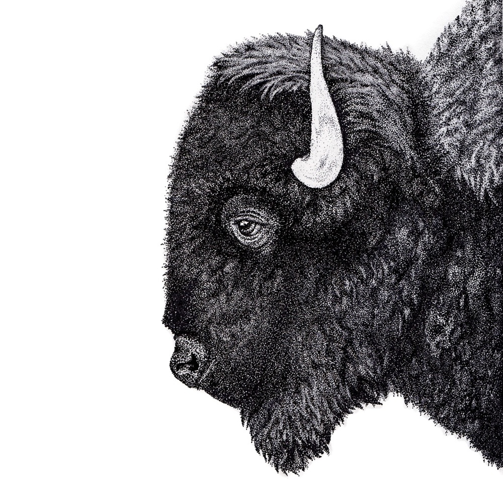 Pointillism Bison Portrait Print